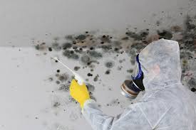 Professional Mold Remediation in North Weeki Wachee, FL